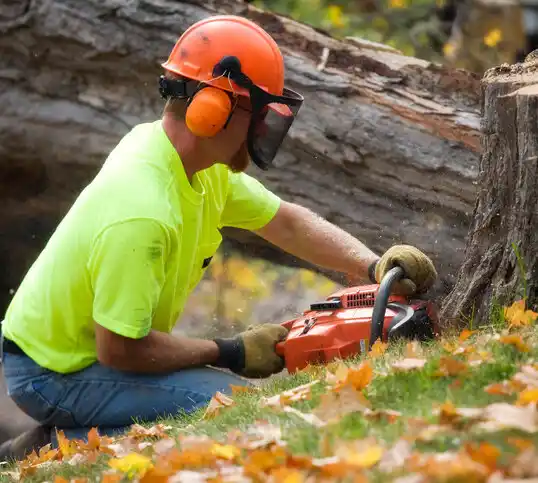 tree services Belzoni